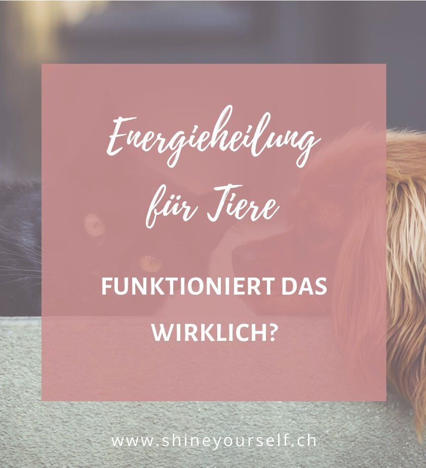 Energieheilung für Tiere: Was es bewirkt und wie es genau funktioniert