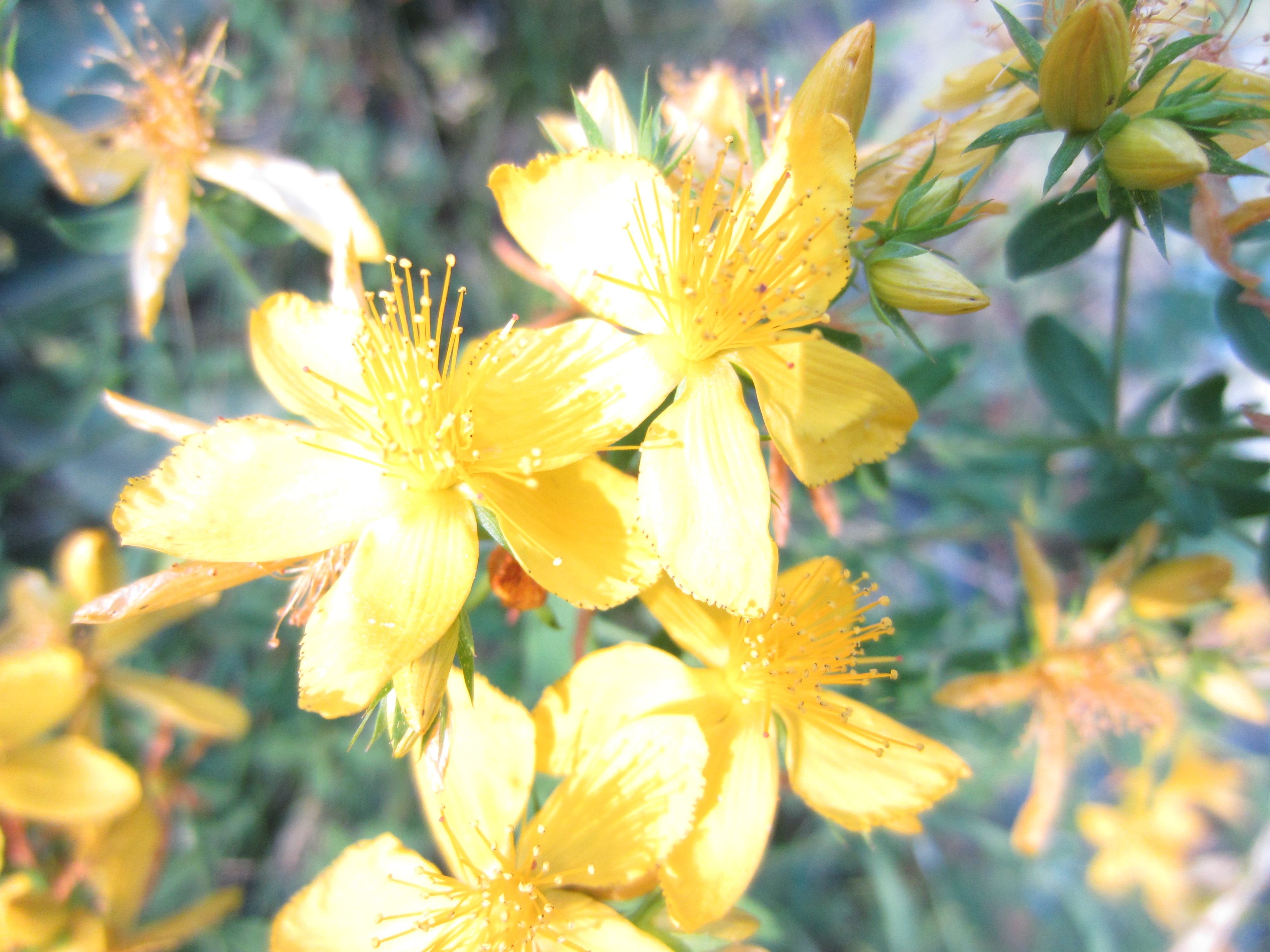 Macro fleurs