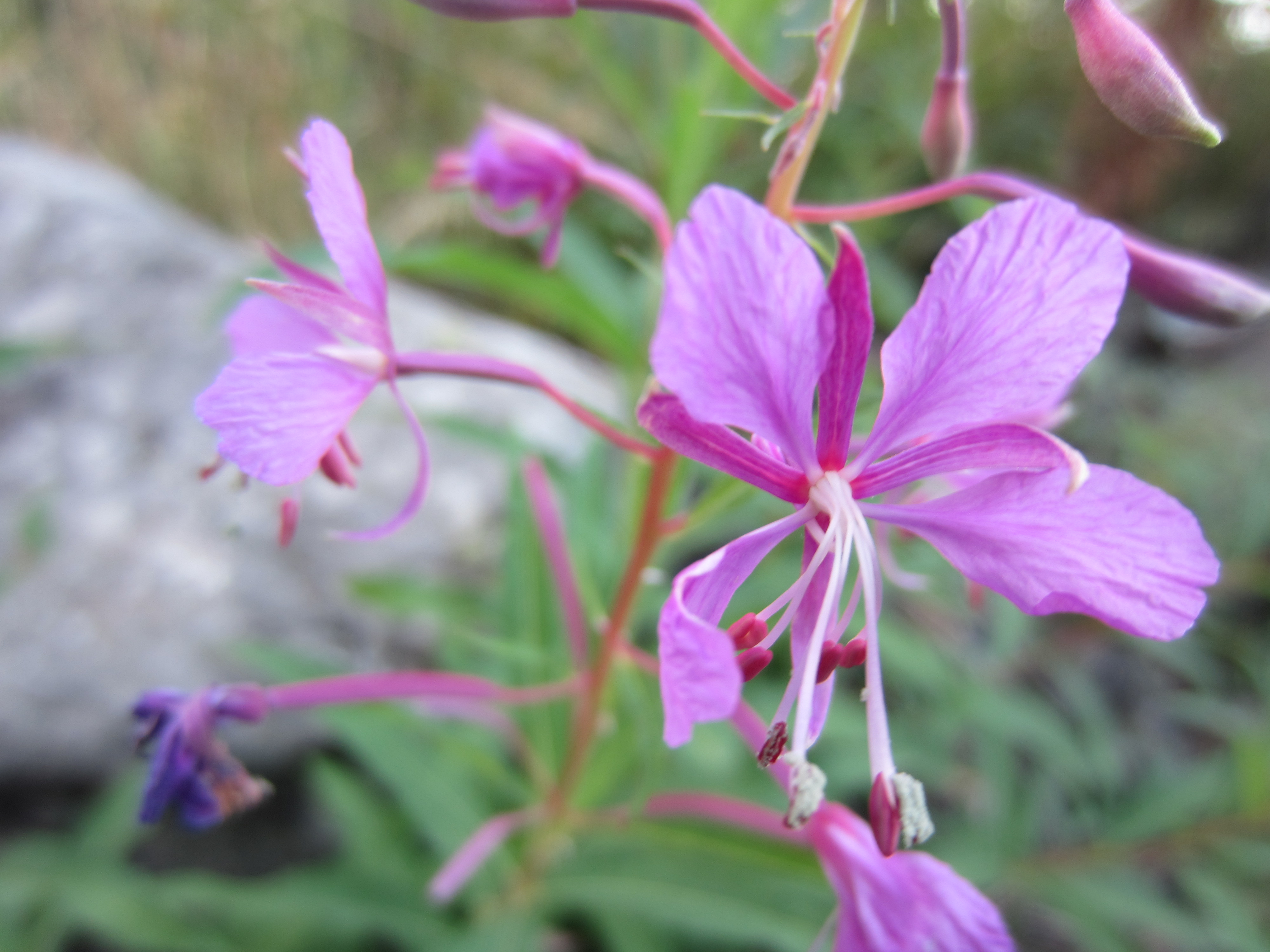 Macro fleurs