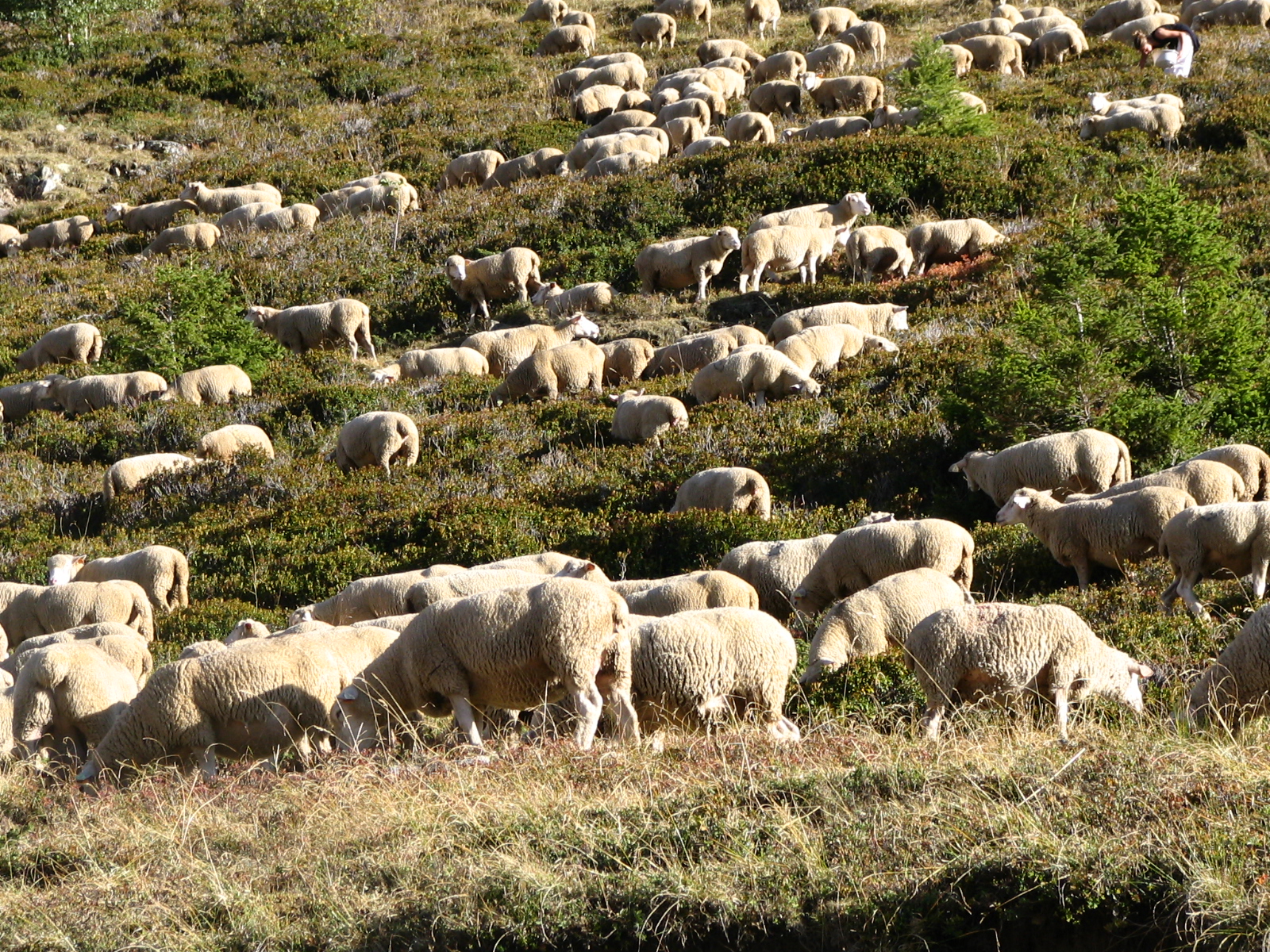 Plateau d'Emparis