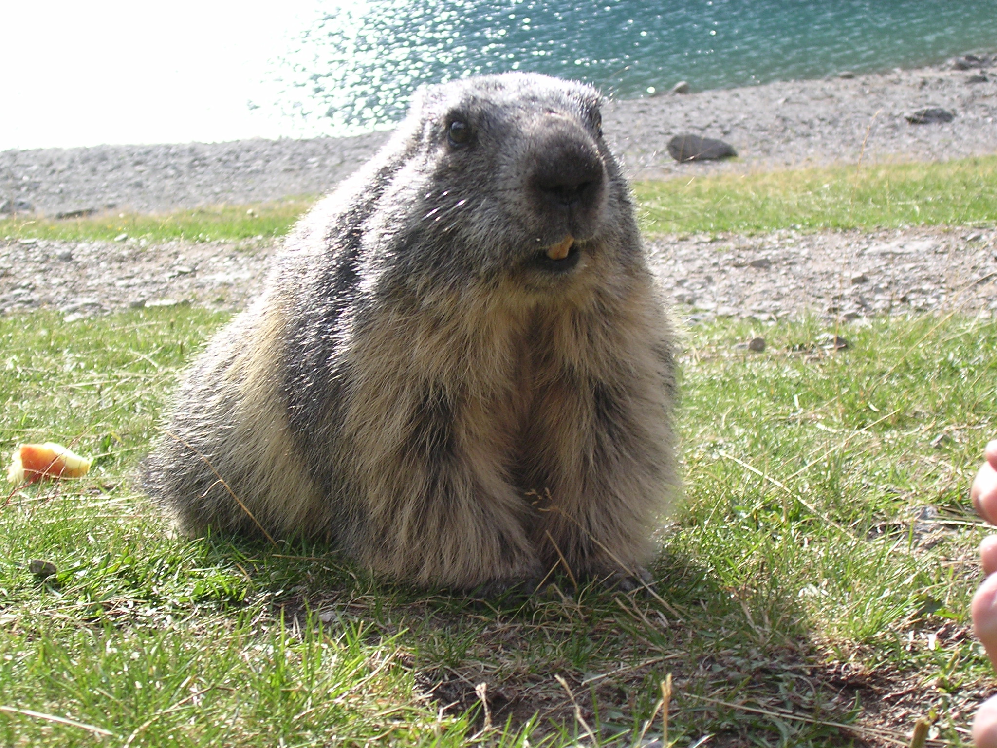 Marmotte au lac du Lauvitel