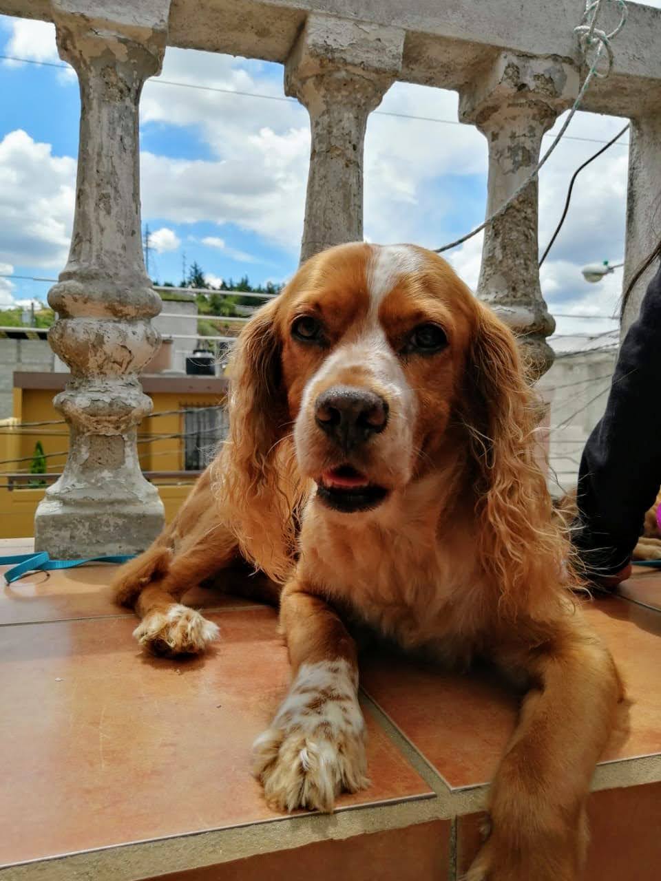 Trosky Alexander