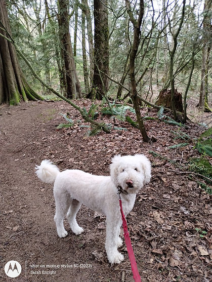 Large white curly haired dog standing on a dirt trail facing to the right with his head turned and eyes looking at camera . Wearing a collar with a red leash being held by photographer.