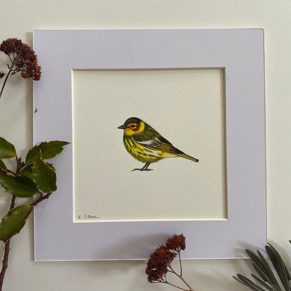 Thumbnail: cape may warbler