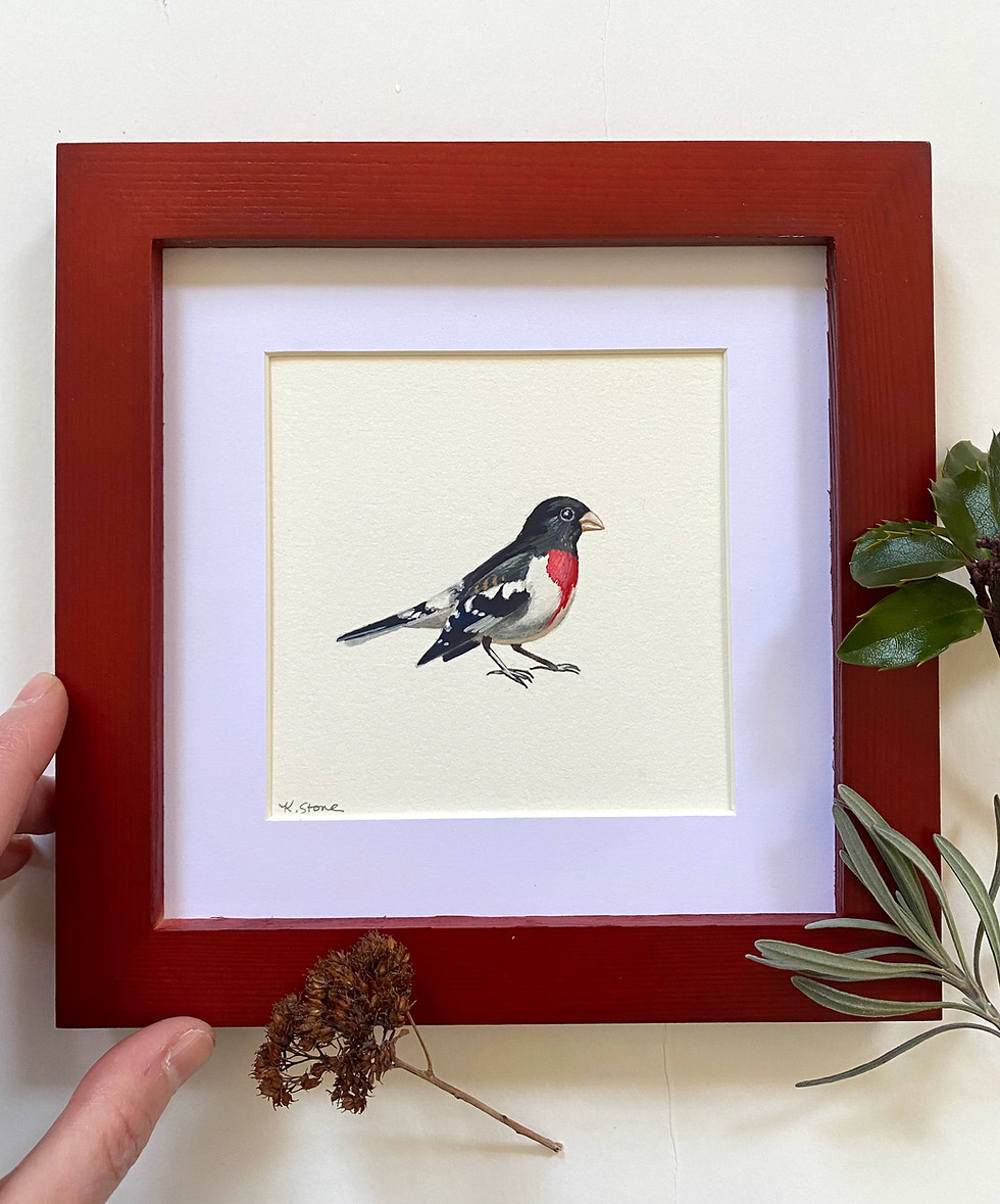 Thumbnail: red breasted grosbeak