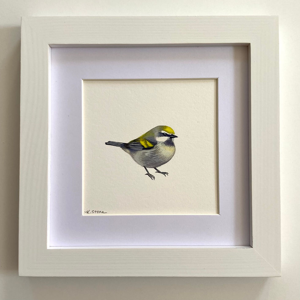 Thumbnail: golden winged warbler