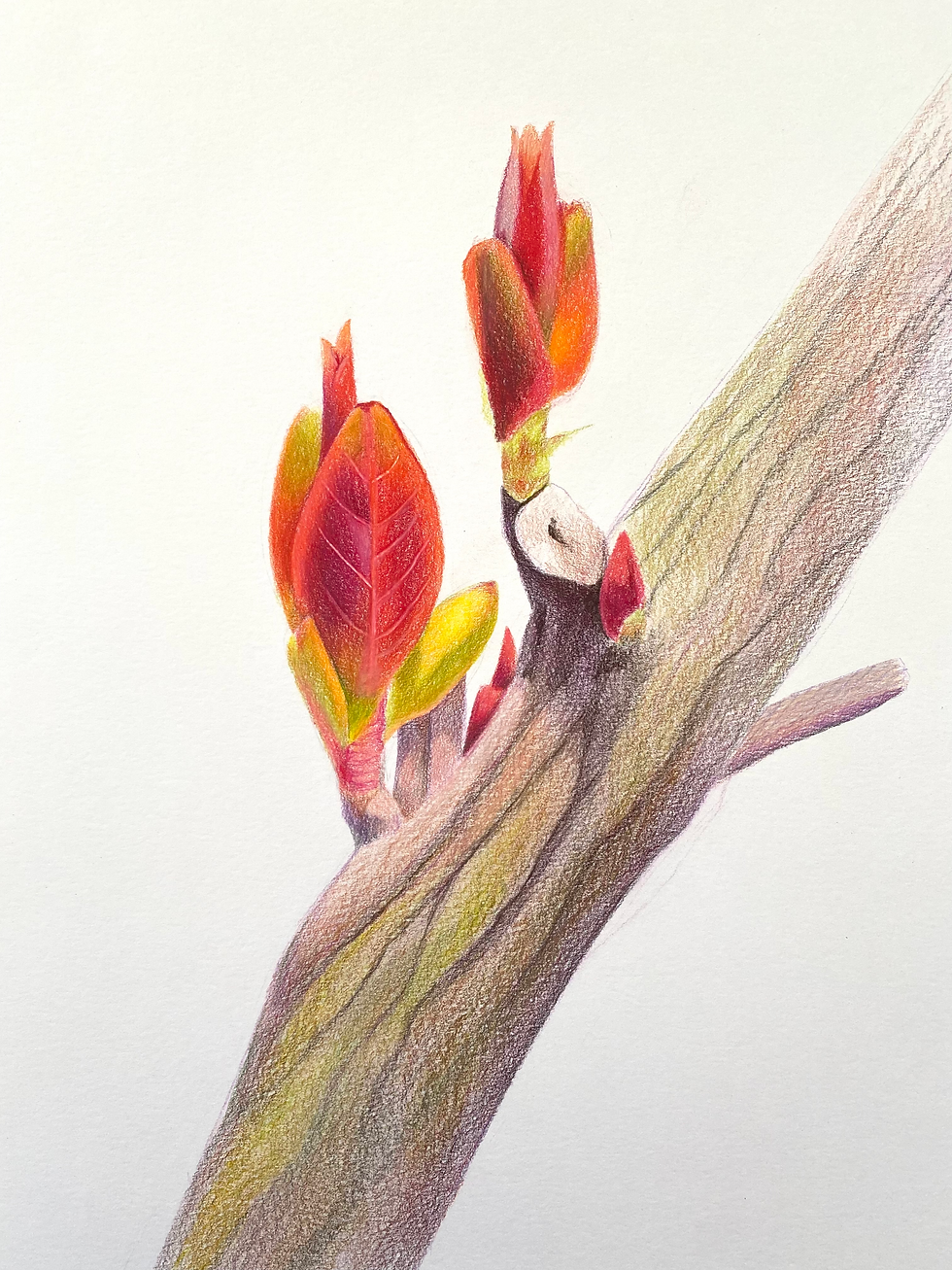 Botanicals