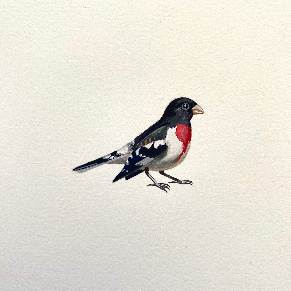 Thumbnail: red breasted grosbeak