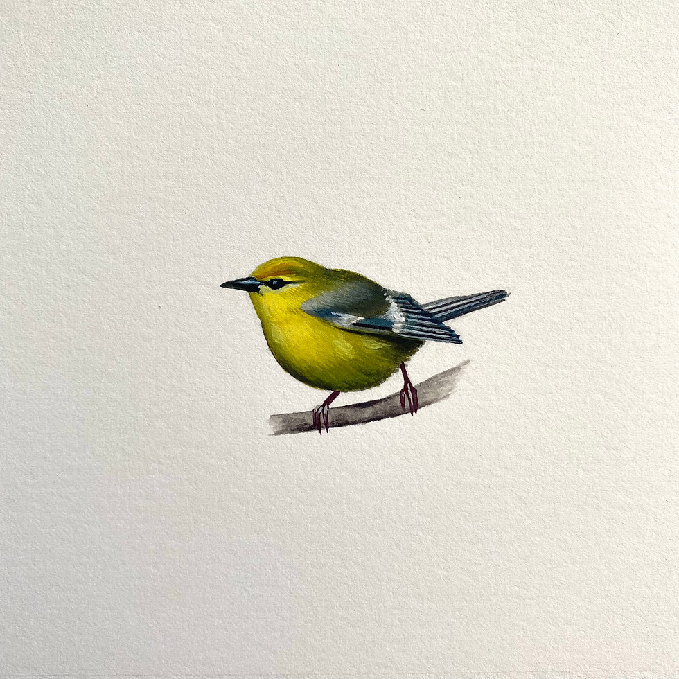 Thumbnail: blue winged warbler