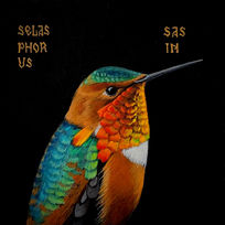 Selasphorus Sasin.jpg