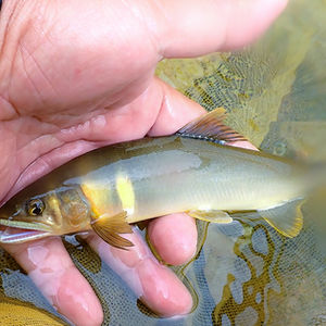 パラダイスを探して!和歌山県古座川友釣り釣行記。