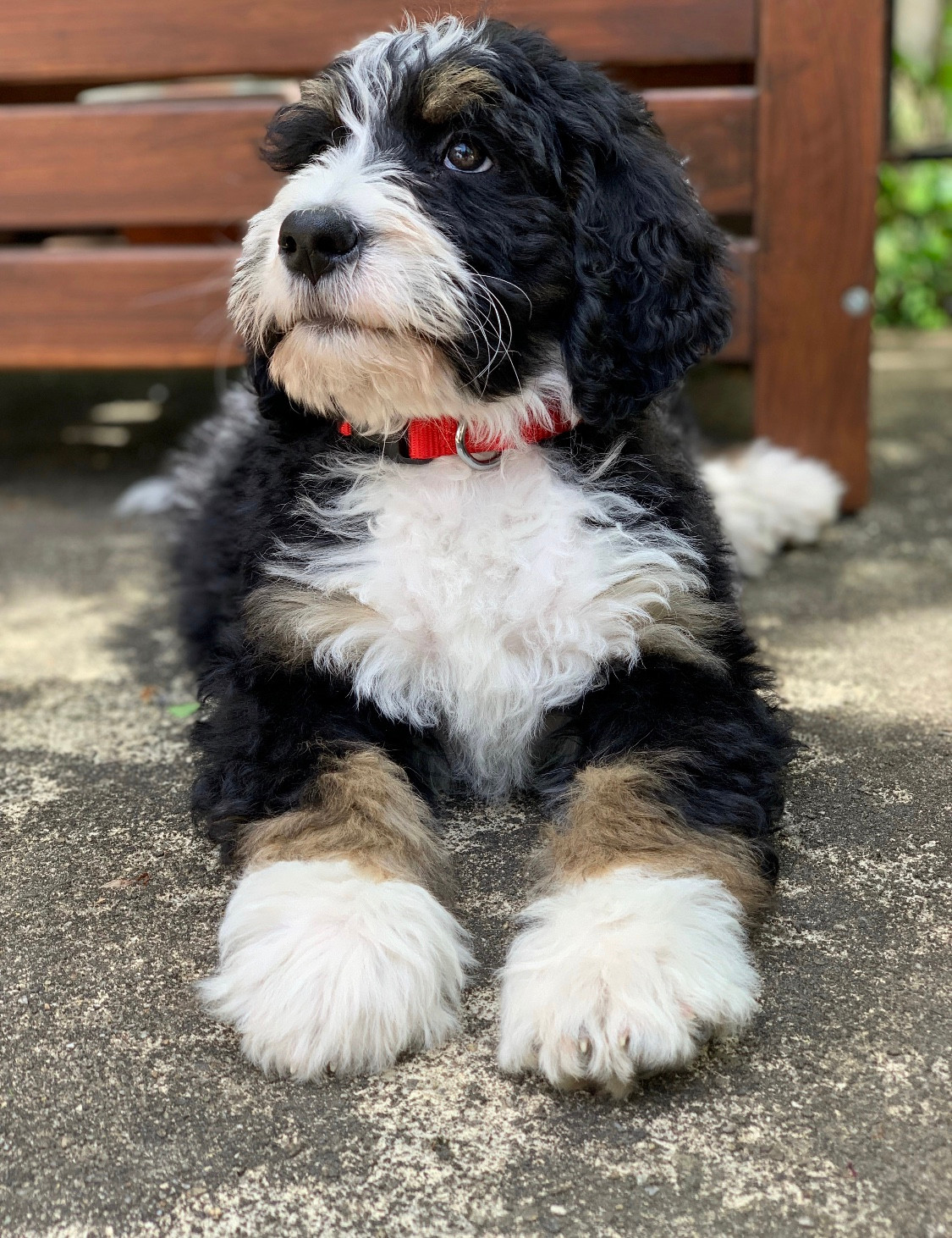 Bernedoodles For Sale Ohio Celebration Poodles & Doodles Ohio