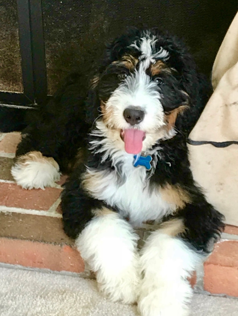 Ohio Bernedoodles Goldendoodles Poodles Pups Puppies