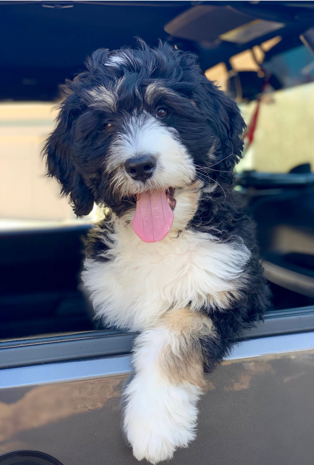 Bernedoodle Mini Bernedoodles Ohio Bernedoodle Puppies For Sale We began breeding australian labradoodles in 2003, and added bernedoodles in 2013. bernedoodle mini bernedoodles ohio