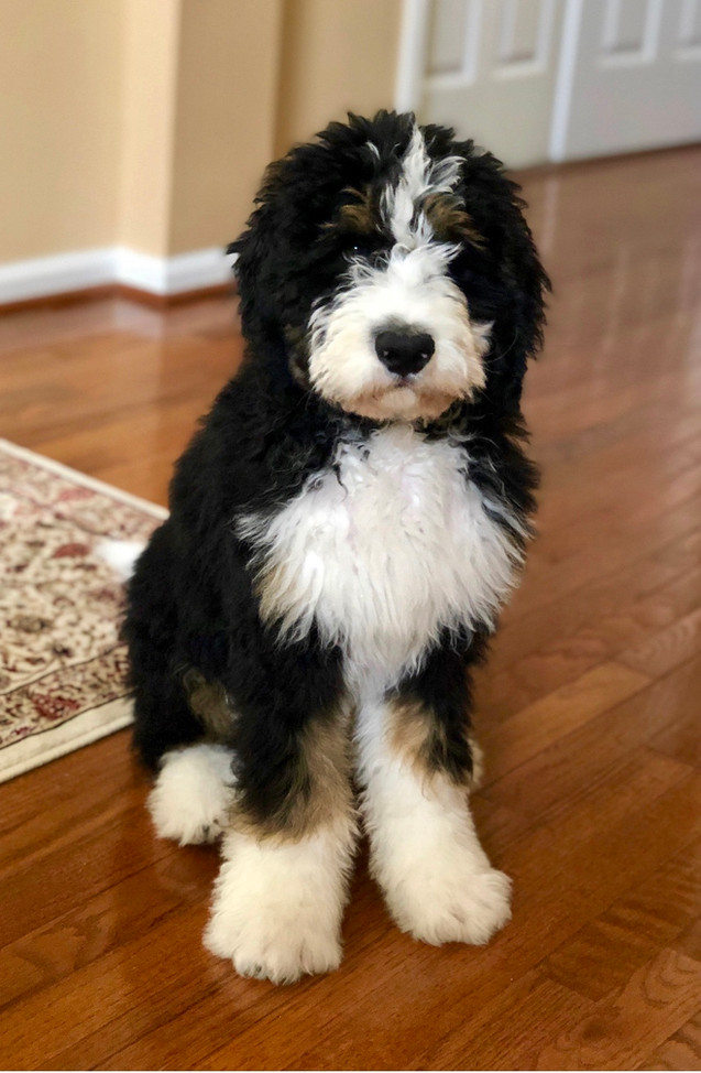 Bernedoodle Mini Bernedoodles Ohio Bernedoodle Puppies For Sale They come in a variety of sizes from standard bernedoodles to small standard mini bernedoodles can range anywhere from 15 pounds to 40 pounds depending on the dogs used for breeding. bernedoodle mini bernedoodles ohio