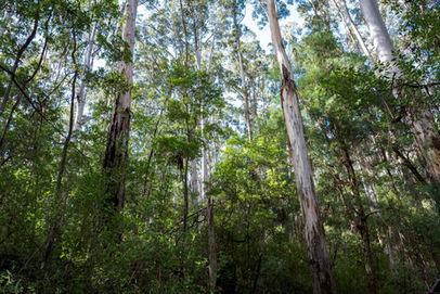 Karri Forest