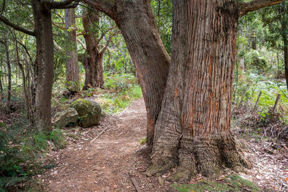 Alum Cliffs Track