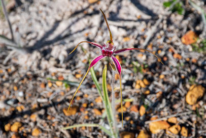 Blushing Spider Orchid