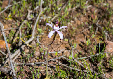Pink Candy Orchid