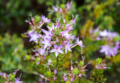 Calytrix glutinosa