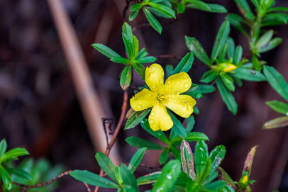 Cutleaf Hibbertia
