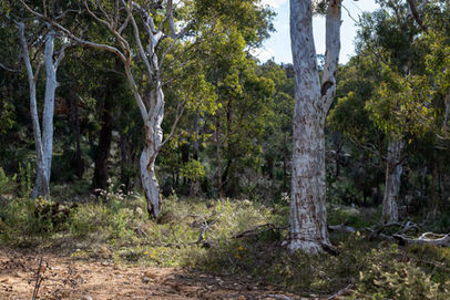 Wandoo at Ellis Brook Reserve