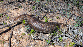 Southwestern Shingleback