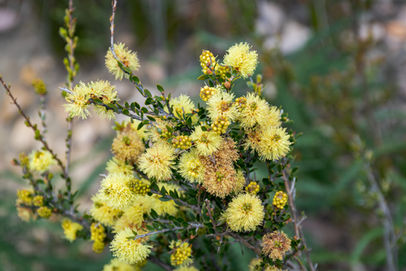 Melaleuca aurea