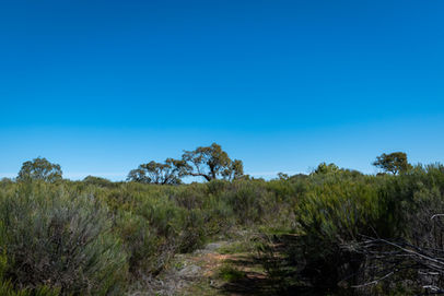 Yonga Trail