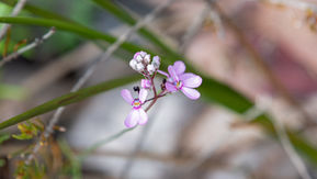 Little Fountain Triggerplant