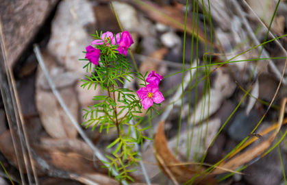 Boronia pulchella