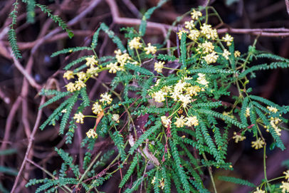 Karri Wattle