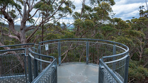 Valley of the Giants Tree Top Walk