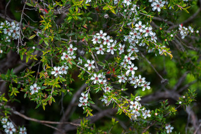 Tea Tree