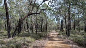 Jarrah Forest near Nannup