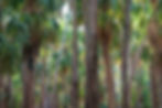 Mataranka Hot Springs in Elsey National Park