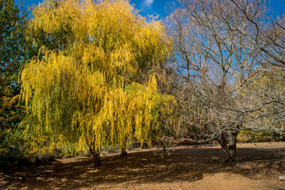 Golden Valley Tree Park Balingup