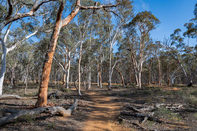 Woylie Walk