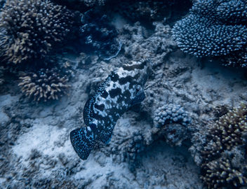 Camouflage Grouper