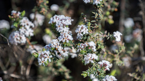 Leucopogon darlingensis