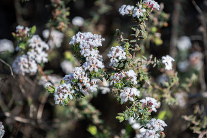 Leucopogon darlingensis
