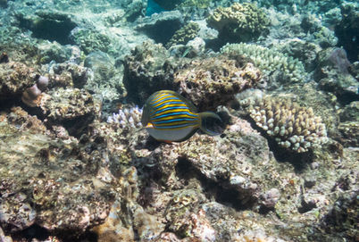 Bluelined Surgeonfish