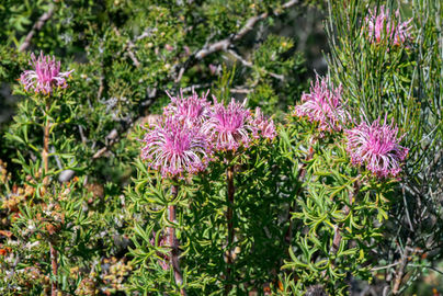 Pincushion Coneflower