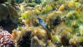 Green Moon Wrasse