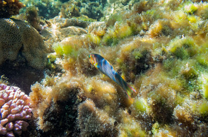 Green Moon Wrasse