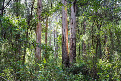 Karri Forest