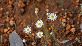 Hyalosperma cotula