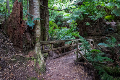 Wooden bridge along the Liffey Falls Walk