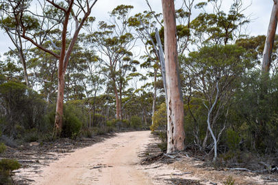 Western Woodlands near Peak Charles