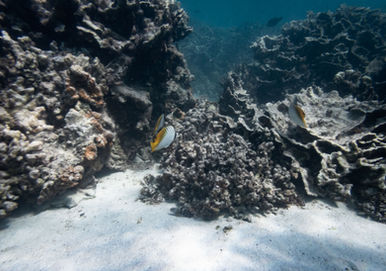 Threadfin Butterflyfish